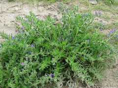 Echium plantagineum