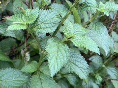 Stachytarpheta urticifolia