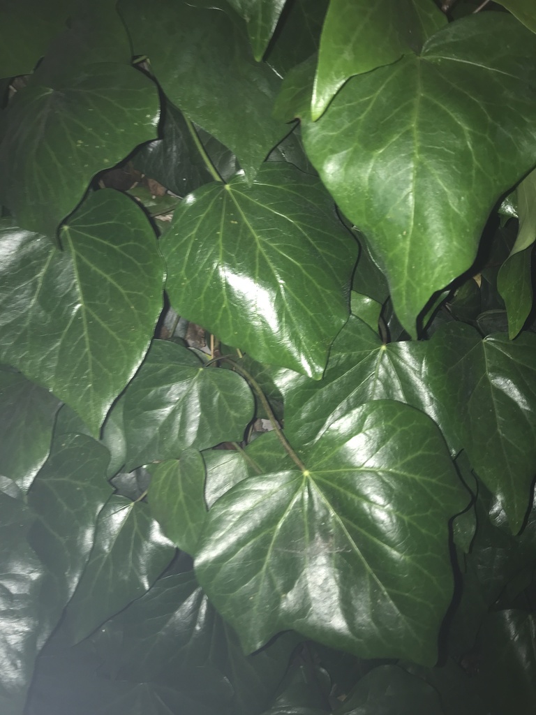 Hedera canariensis, 34th St, Oakland, CA, US