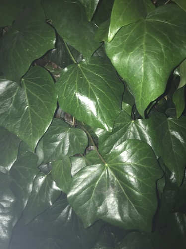 Hedera canariensis