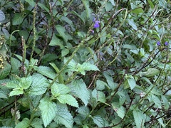 Stachytarpheta urticifolia