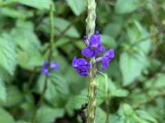 Stachytarpheta urticifolia
