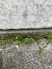 Sagina japonica