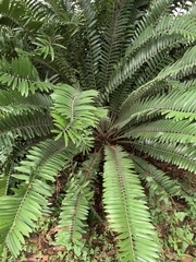 Encephalartos natalensis