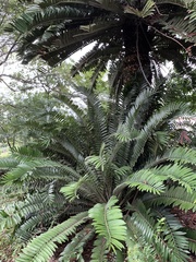 Encephalartos natalensis