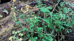 Corydalis lathyroides