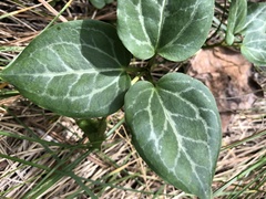 Pseudotrillium rivale