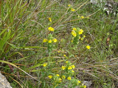 Bellardia trixago