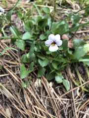 Viola cuneata