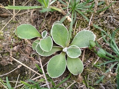 Craspedia uniflora maritima