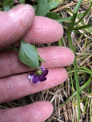 Viola cuneata