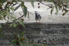 Columba livia