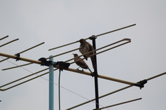 Toxostoma curvirostre