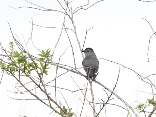 Dumetella carolinensis image