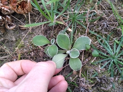 Craspedia uniflora maritima