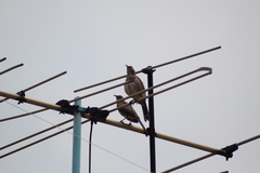 Toxostoma curvirostre