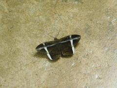 Hemeroblemma mexicana