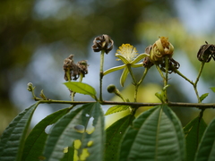 Grewia serrulata