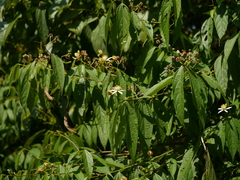 Grewia serrulata