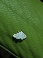 Leptosteges