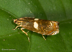 Hilarographa ribbei