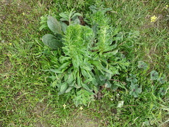 Echium plantagineum