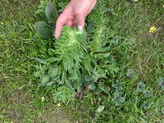 Echium plantagineum