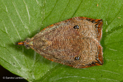 Cosmorrhyncha