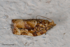 Argyrotaenia sphaleropa