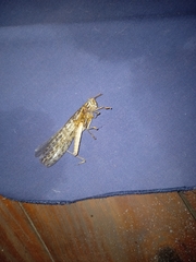 Schistocerca gregaria flaviventris