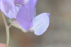 Lathyrus pauciflorus