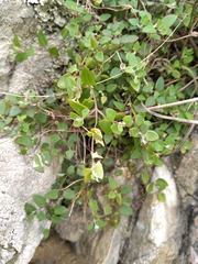 Chenopodium triandrum
