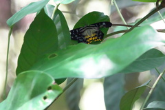 Dysphania glaucescens