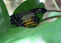 Dysphania glaucescens