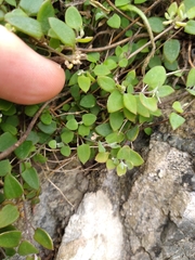 Chenopodium triandrum