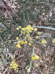 Acacia iteaphylla