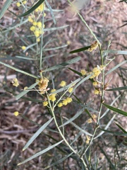 Acacia iteaphylla