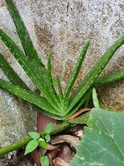 Aloe vera