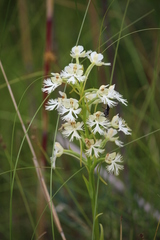 Platanthera leucophaea