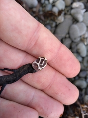 Lithophyllum carpophylli