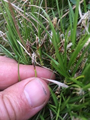 Carex humilis