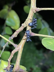 Cephalotes atratus