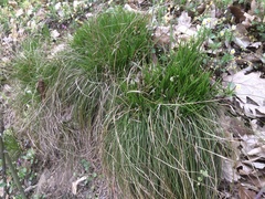 Carex humilis