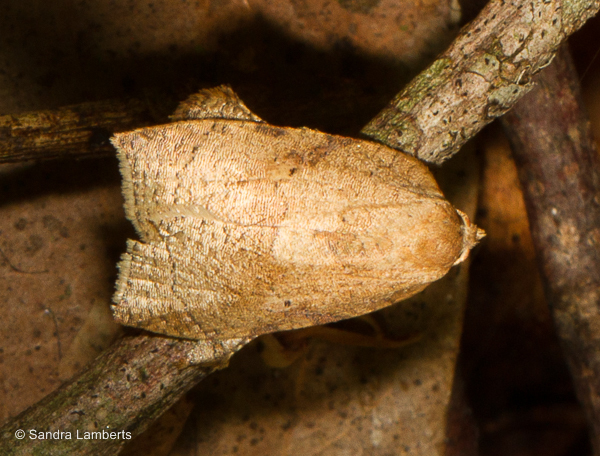 Amorbia chlorolyca