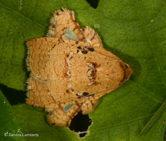 Amorbia rectangularis