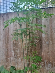 Moringa oleifera