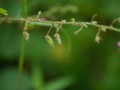 Pseudarthria viscida