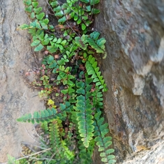 Asplenium vespertinum