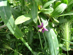 Lycium barbarum