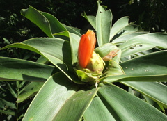 Costus weberbaueri